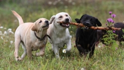 Happy Trails Dog Walking, Nailsea opening hours