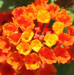 Eximia Garden Design in Tredington (Shipston-On-Stour) - Opening Hours