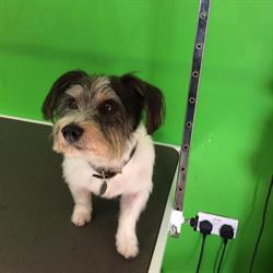 Calveley Dog Grooming, opening hours