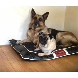 K9 BnB, Oldham opening hours
