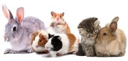Aristocats Cattery in Cutts Heath (Bristol) - Opening Hours