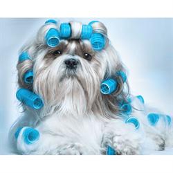 All Breeds, Leicester opening hours