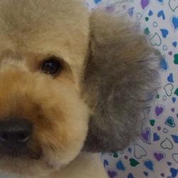 Scruffies Dog Grooming, Rushden opening hours