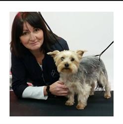 Perfect Paws Hereford Dog Grooming, opening hours