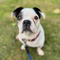 Diamond Dogs dog walking and pet services, Horsham opening hours