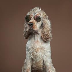 Classy Dog Studios, Glasgow opening hours