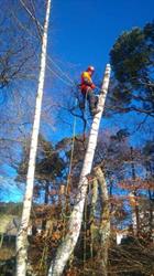 Aberdeenshire Tree Specialist in Huntly (Rhynie) - Opening Hours