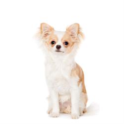 A1 Boarding Kennels for Dogs, Ormskirk opening hours