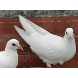 White Dove Release, Blackpool opening hours