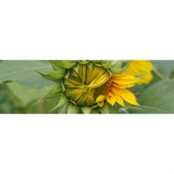Artflowers, Bath opening hours