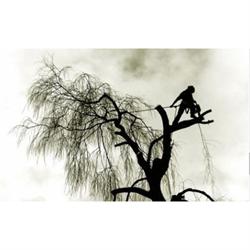 All Cut Tree Care, Worcester opening hours