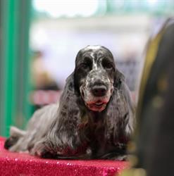 The Grooming Studio, Holton-le-Clay opening hours