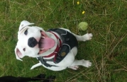 Woof Life, Morecambe opening hours