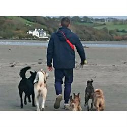 Bowen's Canine Mind, Fishguard opening hours