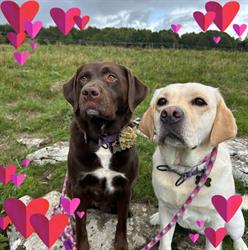 Posh Paws in Sutton-on-Hull (Kingston Upon Hull) - Opening Hours