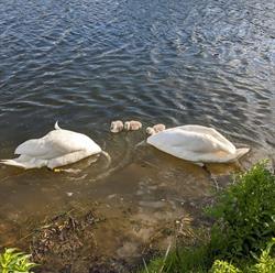 Lower Bruckland Farm Nature Reserve, Musbury opening hours