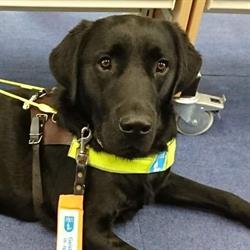 London Guide Dogs Training School - Redbridge, Woodford Green opening hours