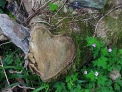 Creative counselling, Buckfastleigh opening hours