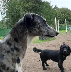 Dogz Day Care, Symington opening hours