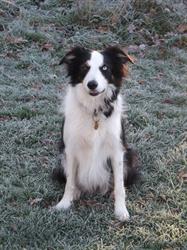 Liz's grooming and pet care services, Bridgnorth opening hours