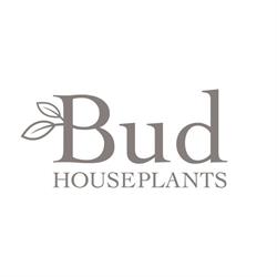 Bud Houseplants, Plymouth opening hours