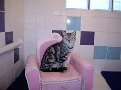 Feline at Home Cat Hotel, Littleport opening hours