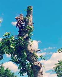 Tree Surgeons In South London, opening hours