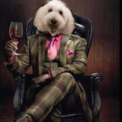 The Wagging Tail Salon, Chilton Polden opening hours