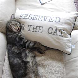 Killeonan Cat Lodge, Campbeltown opening hours