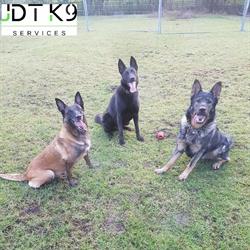 JDT K9 Services, North Tees Industrial Estate opening hours