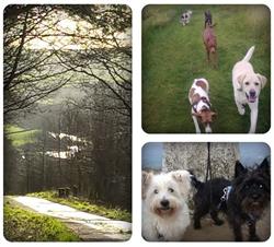 Happy Hounds Dog Walker, Fishburn opening hours