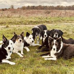 Pads n Paws, Alderton opening hours
