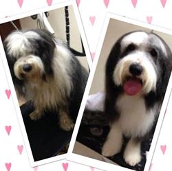 Bloomingtails Dog Grooming Upholland, Skelmersdale opening hours