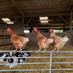 Resugga Farm, St Stephen opening hours