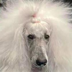 Paws Dog Grooming city and guilds qualified LEVEL 4 LCGI, Nairn opening hours